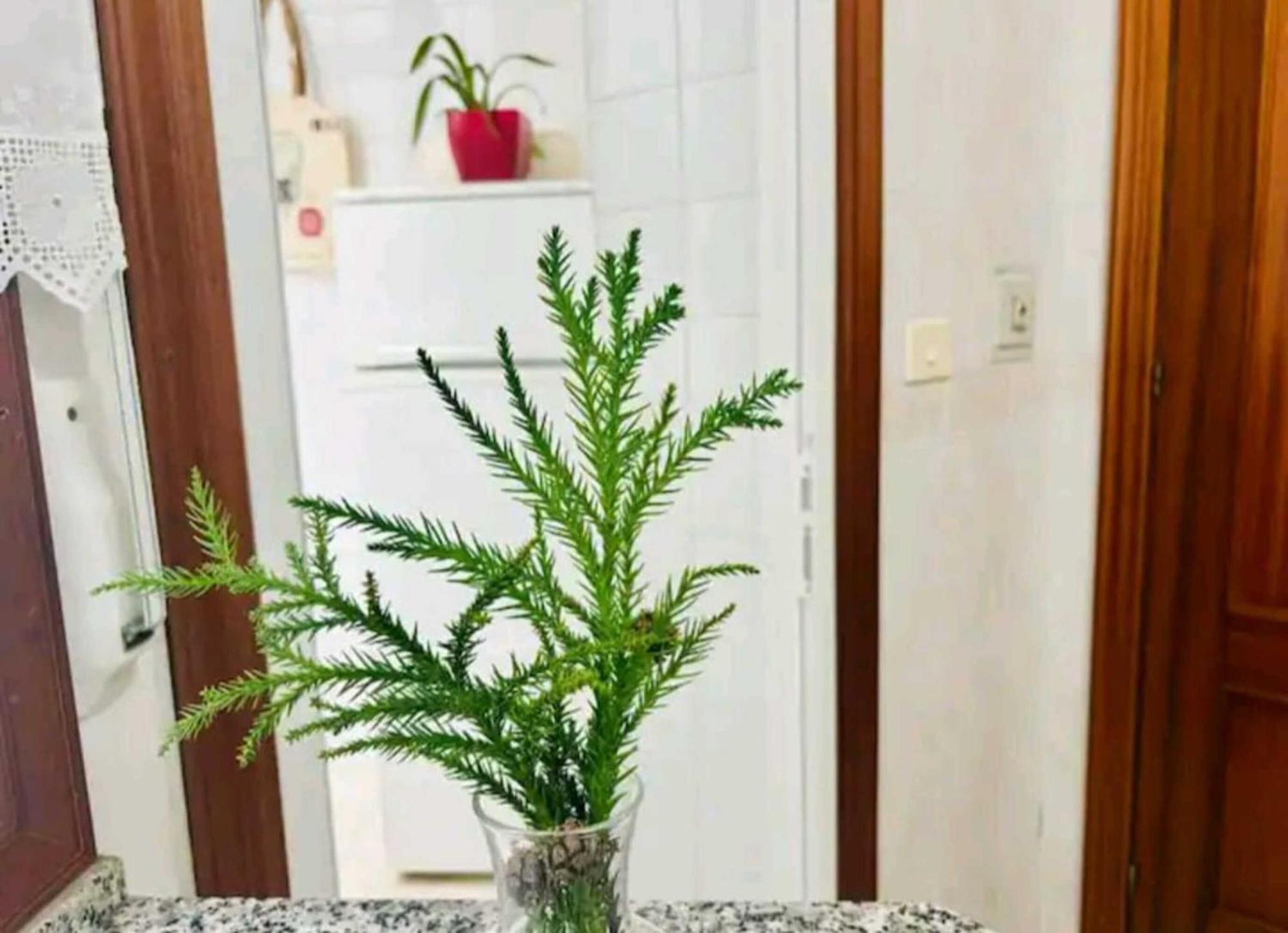Appartamento Holibai, Andurina, Piso Vintage, Centrico, Acepta Mascotas, Baiona Esterno foto